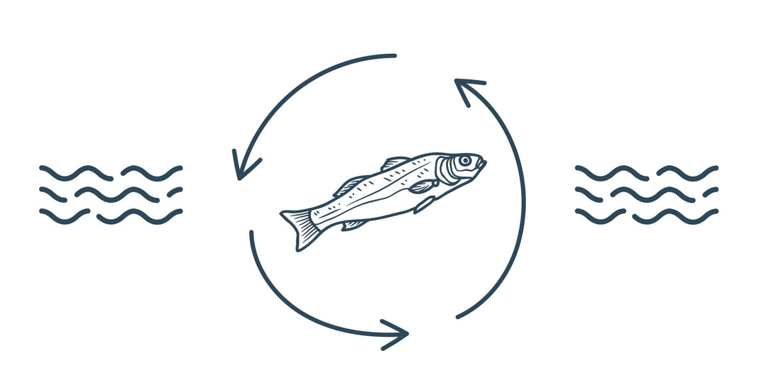 Sustainable Seafood: How Ideal Fish is Leading the Way in Fish Farming Innovation - Blue Cove